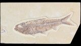 Detailed, Knightia Fossil Fish - Wyoming #42346-1